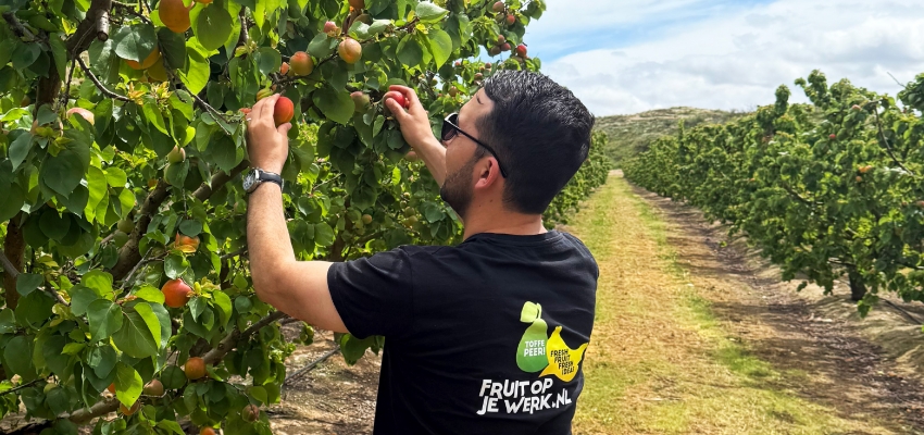 Fruitteler plukt fruit in een boomgaard