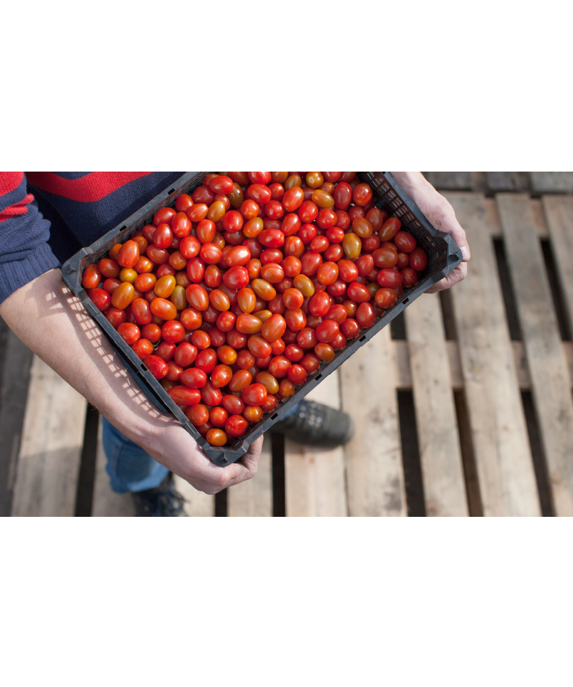 Medewerker draagt een krat vol verse snoeptomaten