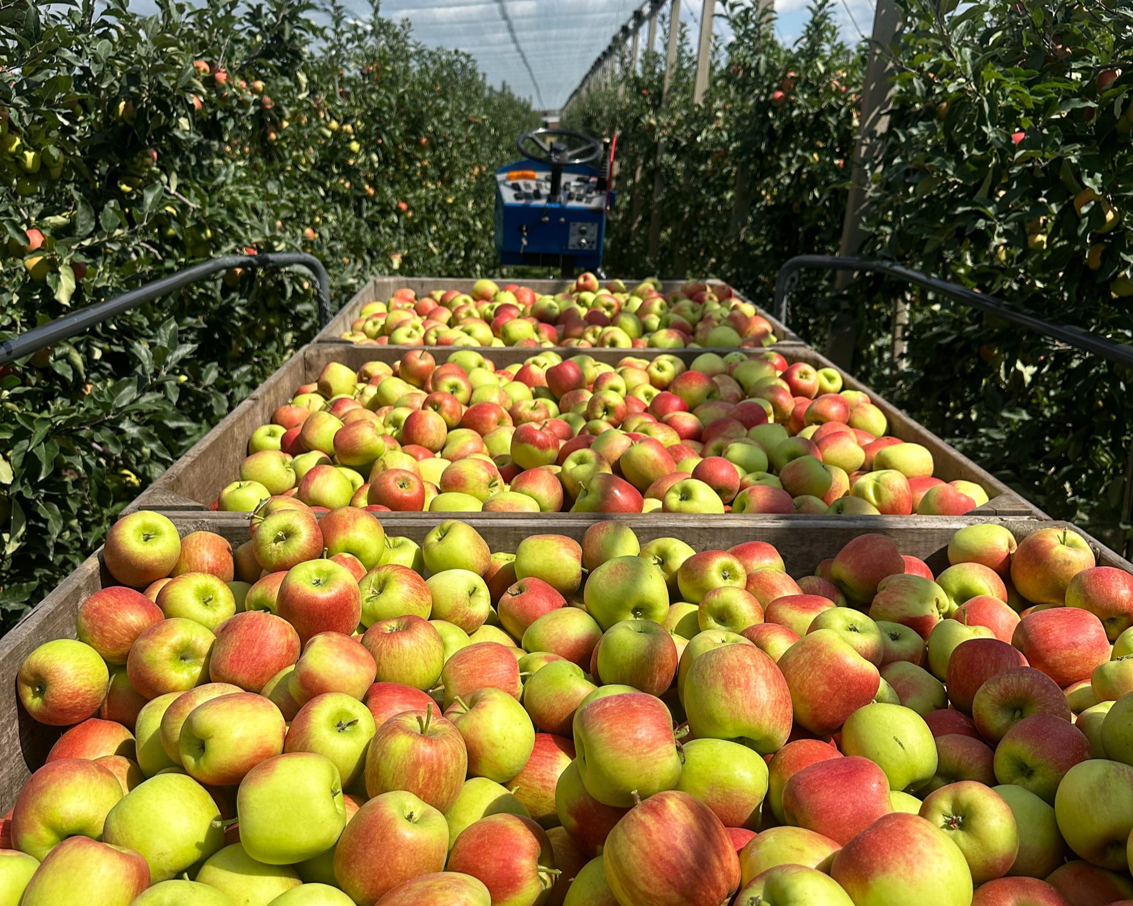 Delbare appels